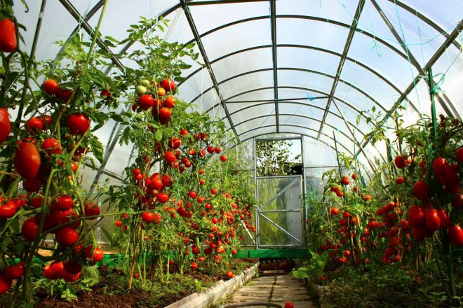 Как выращивать детерминантные помидоры в теплице