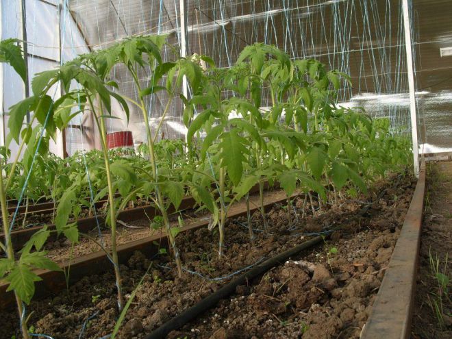 Сроки посадки рассады помидор для теплицы