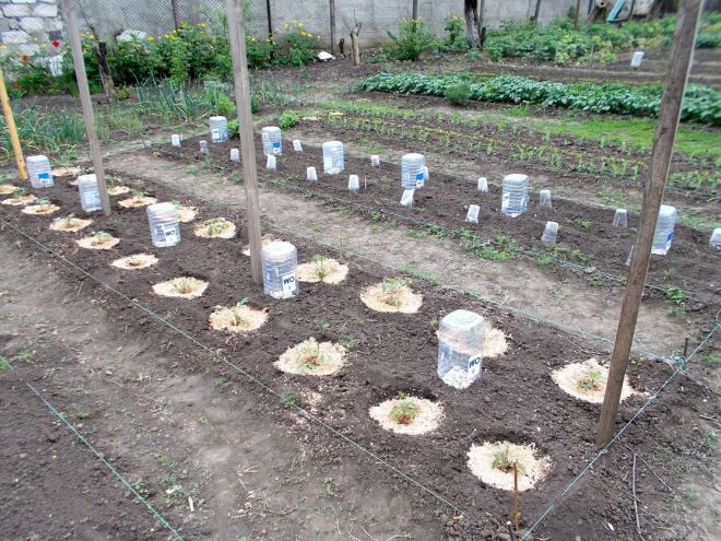Подготовка грунта к посадке рассады помидор