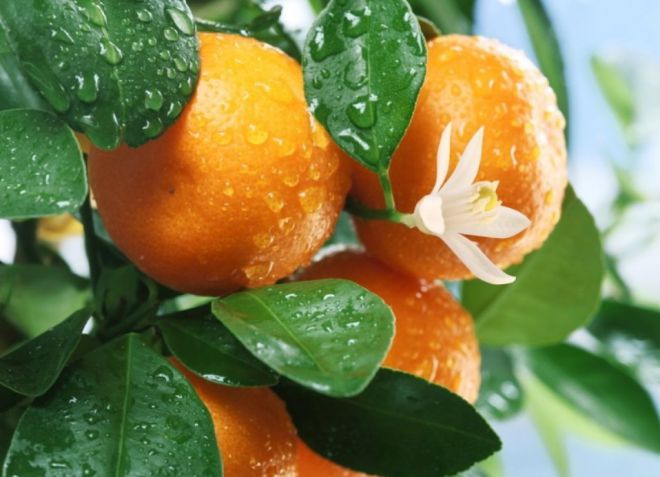 как вырастить мандарин с плодами подкормка