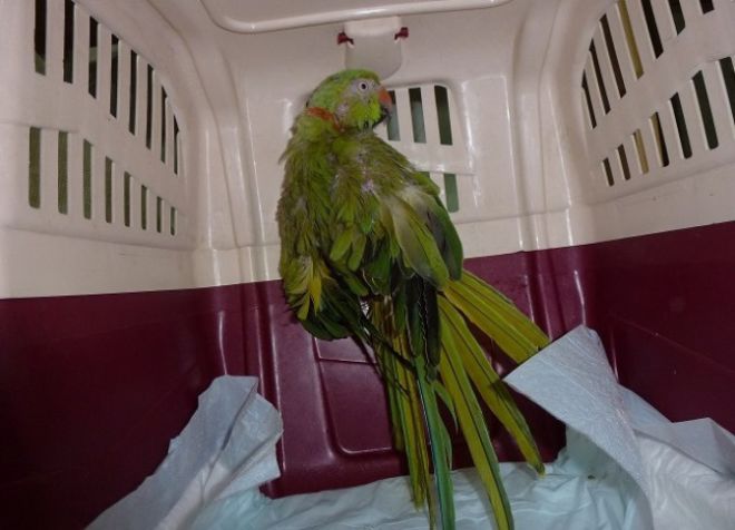 ожереловый попугай болезни