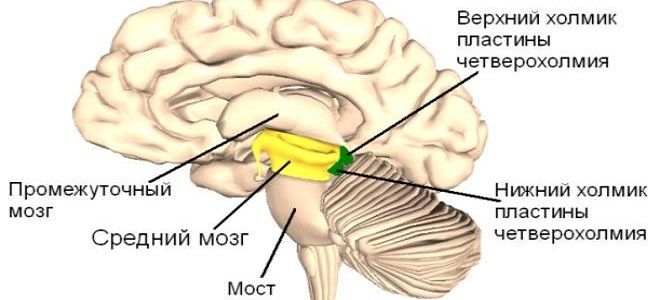 строение среднего мозга