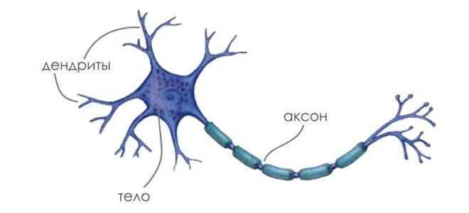 Какое строение имеет нейрон