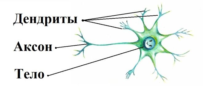 Мультиполярный нейрон