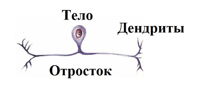 Псевдо однополярный нейрон