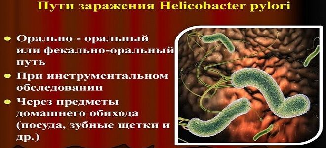 бактерия хеликобактер