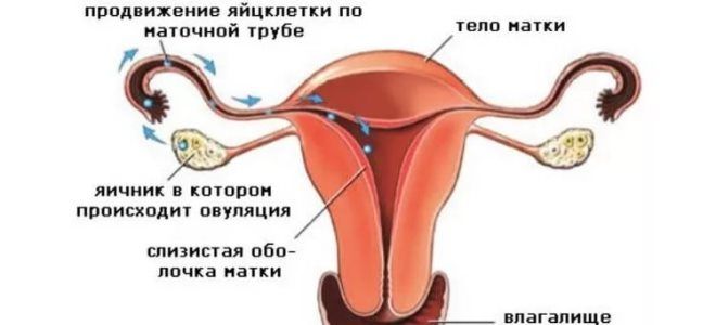 беременность зачатие