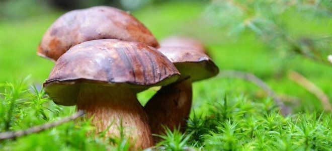как отличить ядовитые грибы от съедобных