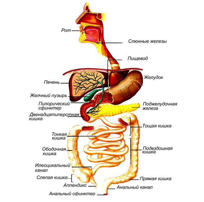 система пищеварения анатомия