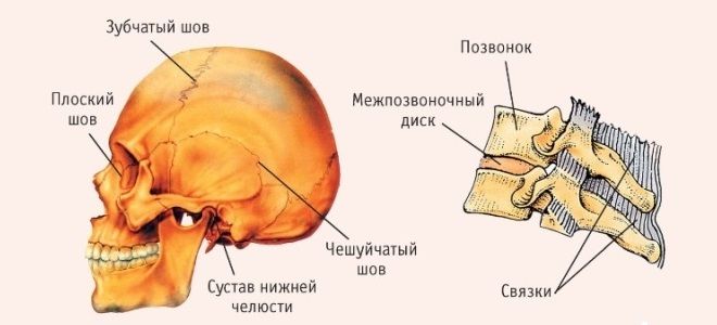 Соединение костей черепа