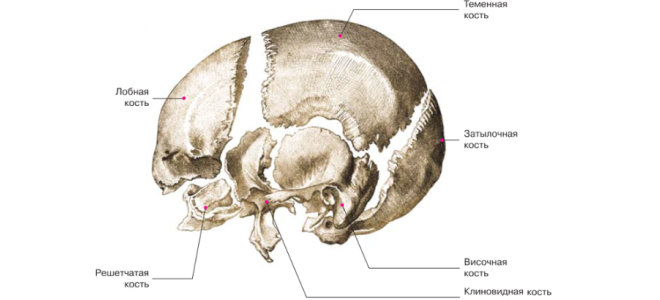 Кости мозгового отдела черепа