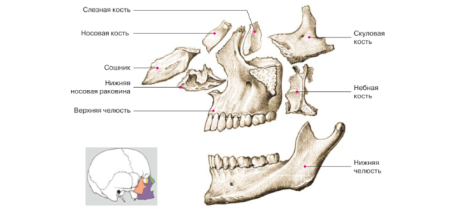 Кости лицевого отдела черепа