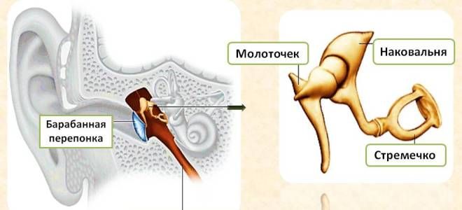 Кости лицевого отдела черепа ухо