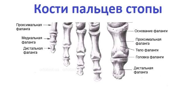 Кости пальцев стопы