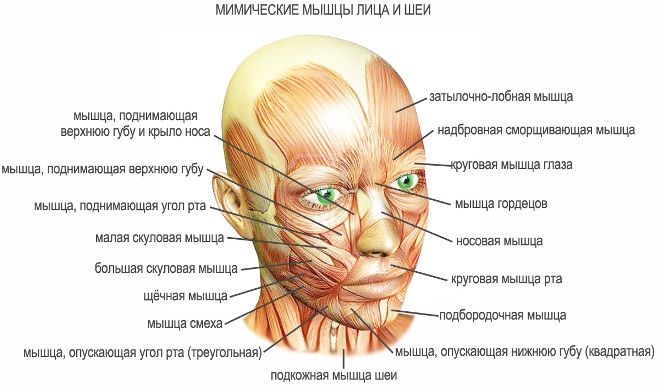 мимичес ие мышцы лица
