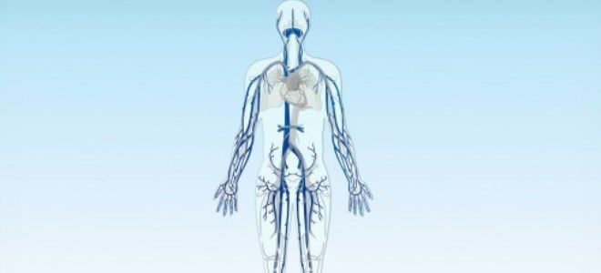 венозная система человека схема