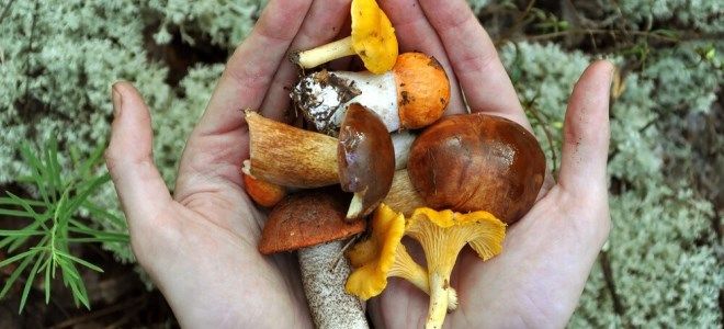 признаки отравления грибами