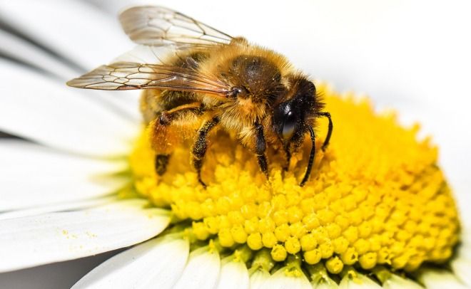 может ли быть аллергия на мед