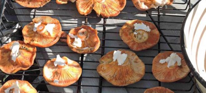грибы на решетке