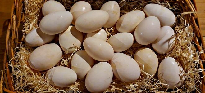 как правильно хранить гусиные яйца