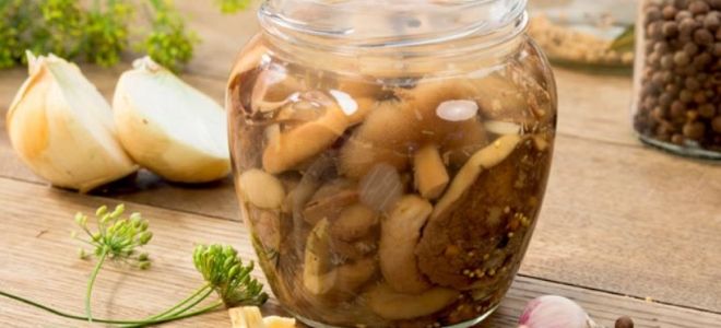 Рецепт маринада для грибов маслят на зиму