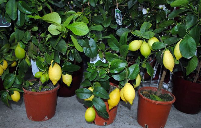 как посадить лимонное дерево