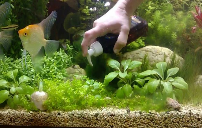 бурые водоросли в аквариуме как избавиться