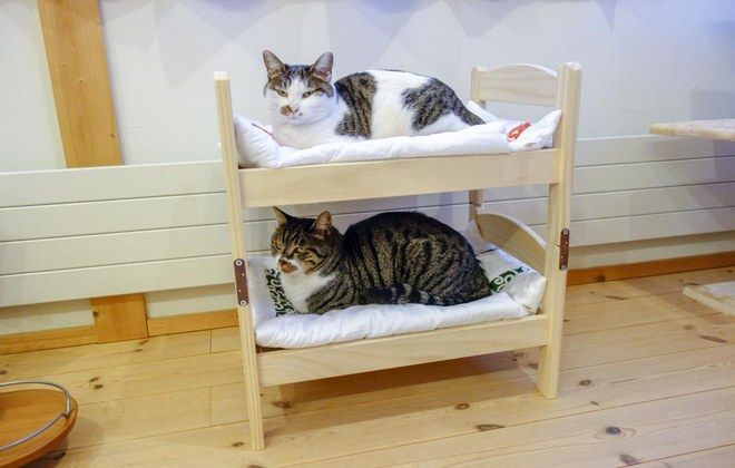 кровать для кошки
