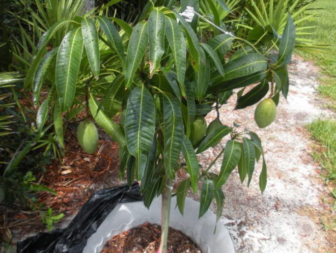 как выглядит дерево манго