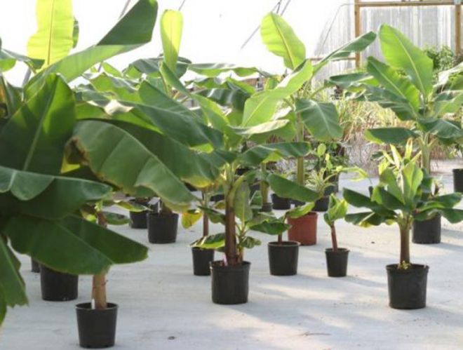 как посадить банановое дерево