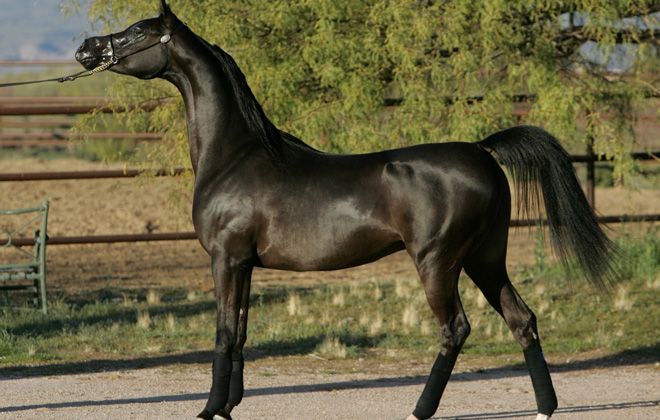 арабская порода лошадей