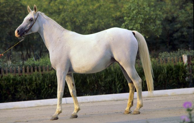 арабская лошадь сиглави