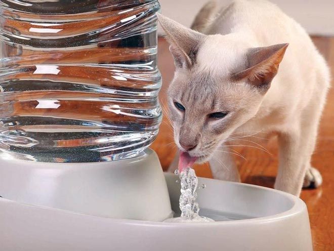 сколько кошка живет без воды