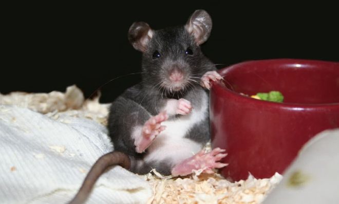 домашняя крыса фото