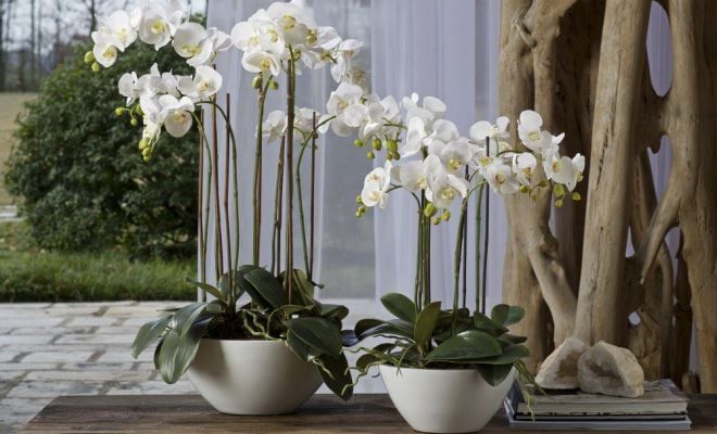 описание цветка орхидеи