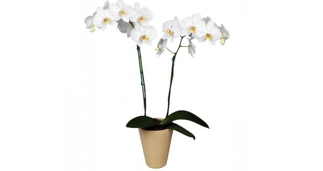 каких цветов бывают орхидеи белая