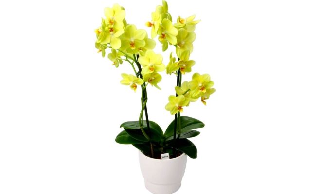 каких цветов бывают орхидеи желтая