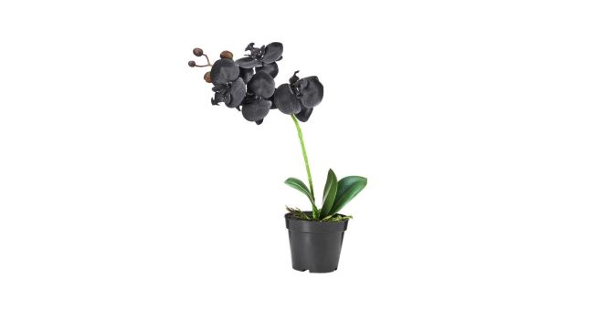 каких цветов бывают орхидеи черная