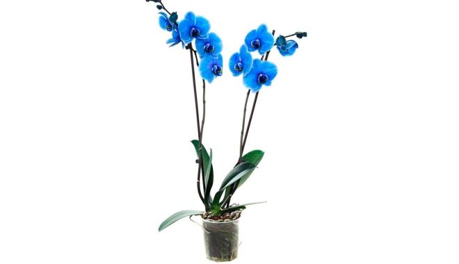 каких цветов бывают орхидеи голубая