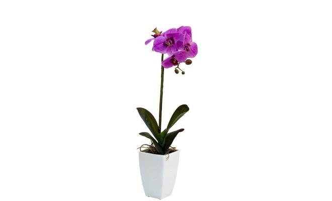 каких цветов бывают орхидеи фиолетовая
