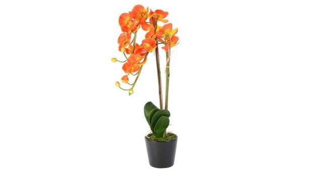 каких цветов бывают орхидеи оранжевая