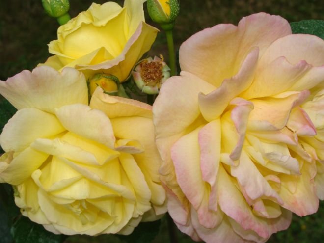сорта розово-желтых роз