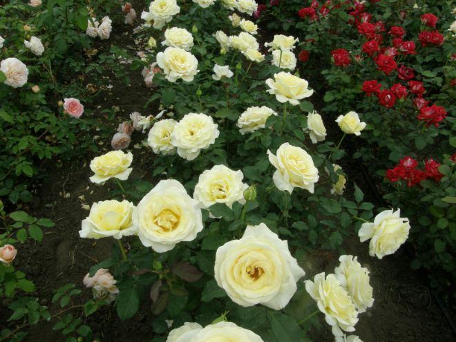 сорта бело-желтых роз