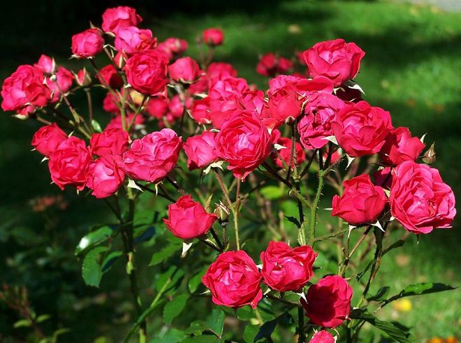 полиантовые розы