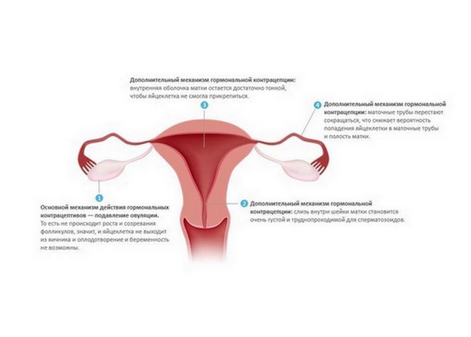 механизм действия гормональных контрацептивов