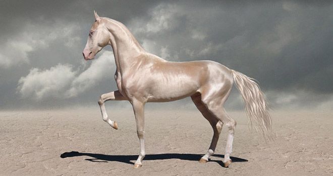 кремовая ахалтекинская лошадь
