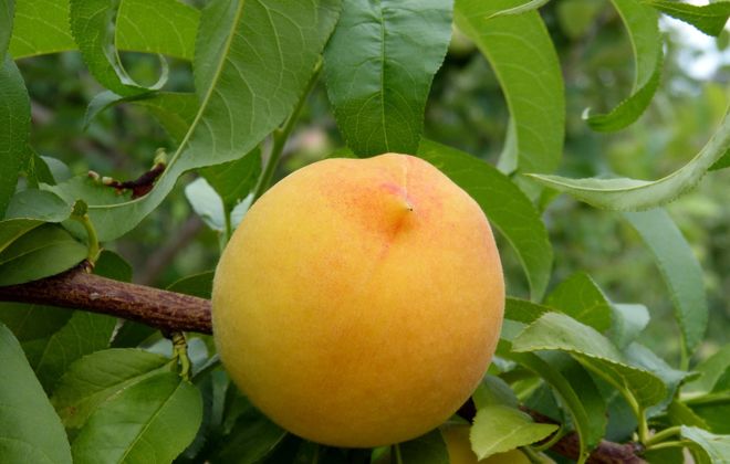 листья персика польза и вред