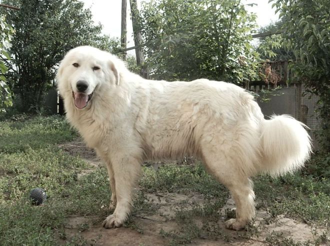 пиренейская горная собака стандарт породы