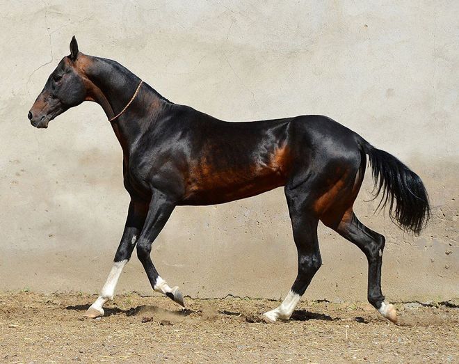 ахалтекинская лошадь описание породы