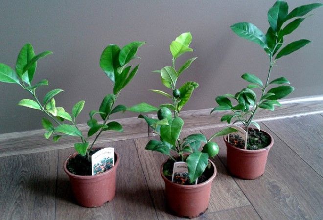 как размножить мандариновое дерево в домашних условиях